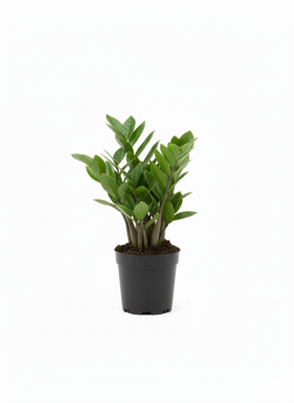 Замиокулькас Pointed Leaf д. 12