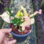 Кротон PHLAI NGAM