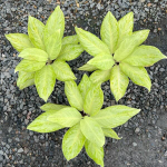 Аглаонема NEW HYBRID N13