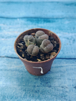 Lithops sp. (Литопсы)