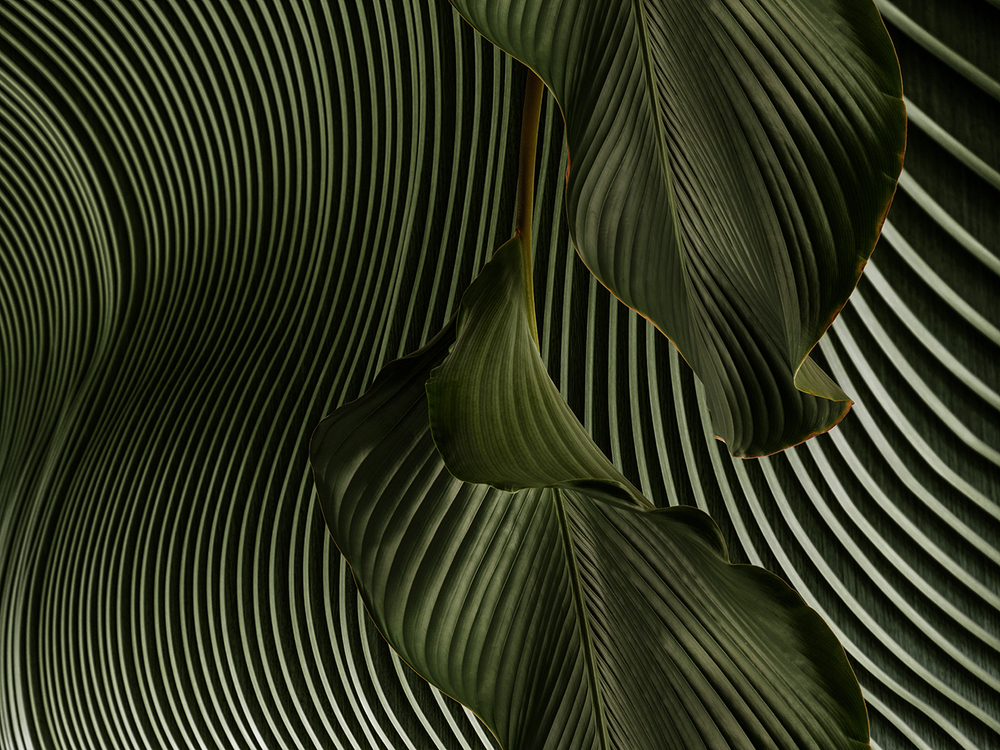 Коллекция GREENDAY 21