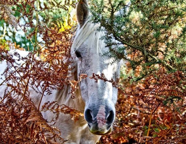 Как ускакать от диабета на «блестящей лошади»