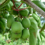 Актинидия аргута Солнечный (муж) Р9