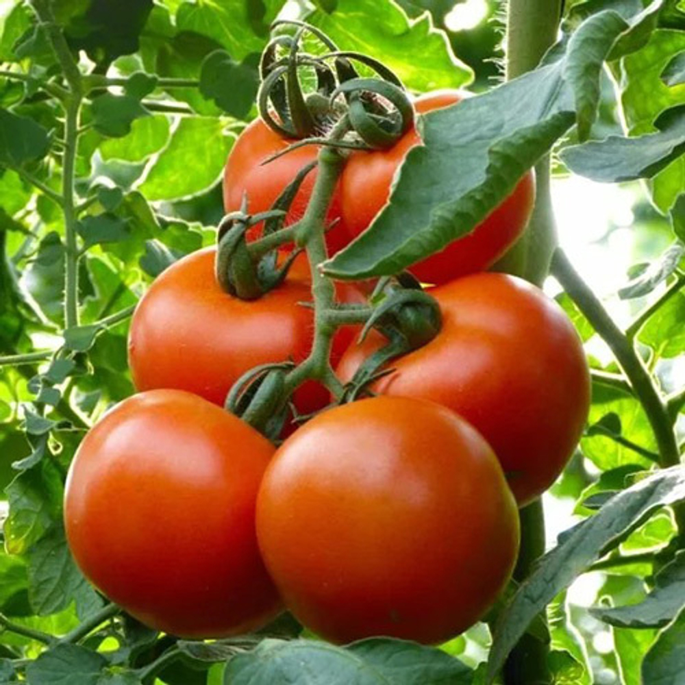 Семена томата Махитос F1, Rijk Zwaan, 5 шт.