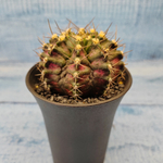 Gymnocalycium T-Rex Pink hybride (Гимнокалициум T-rex)