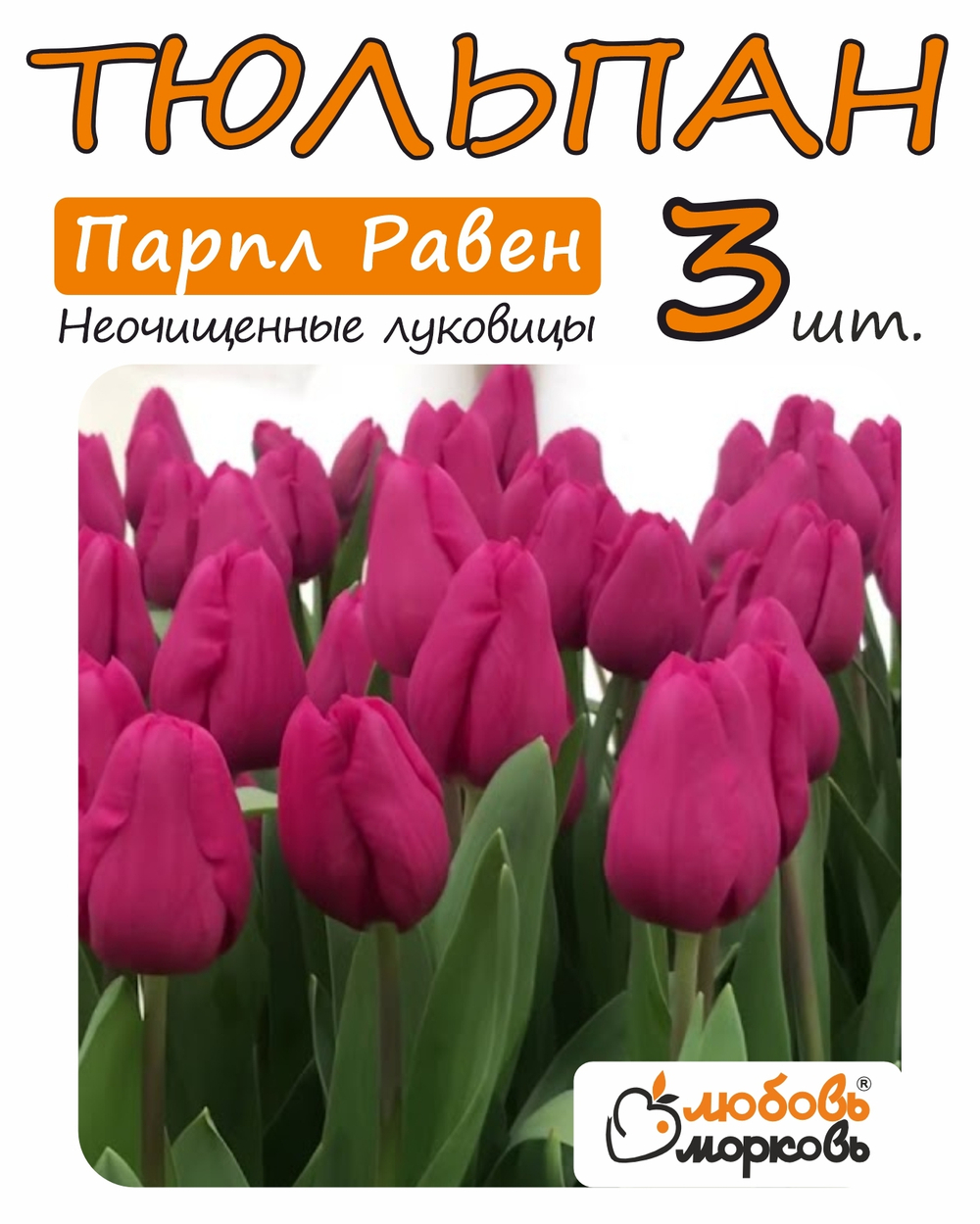 Тюльпан Луковица, Парпл Равен, 3+ шт