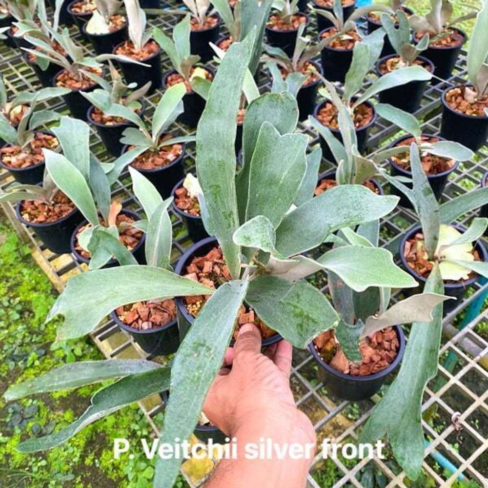 Платицериум P.VEITCHII SILVER FRONT