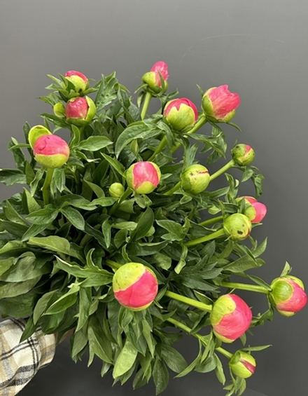 Пионы 15 шт Юрий