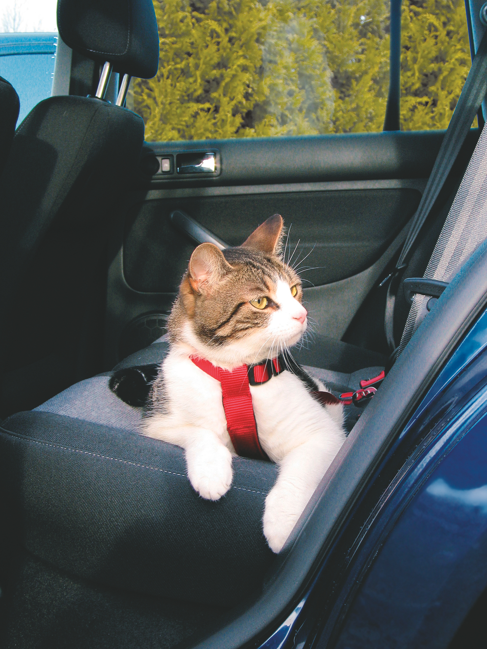Шлейка Trixie "Car Harness", для кошек, нейлоновая, для автомобилей, размер 20-50см