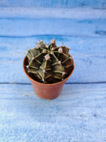 Gymnocalycium Friedrichii (Гимнокалициум)