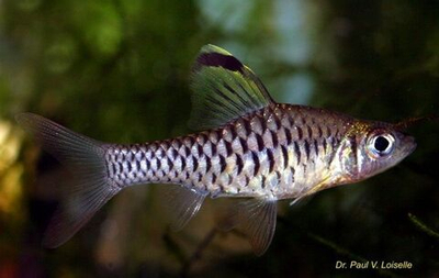 Барбус Казуатис