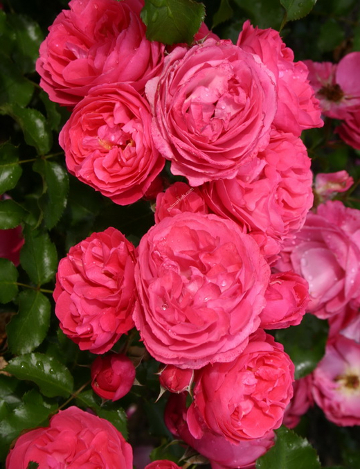 Роза Мойн Мойн С7 Закупка М57 июнь 2026