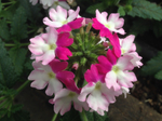 ЕВРО Verbena Hybrida TIARA TIARA MICKEY Rose White неукор черенок ноябрь 2025