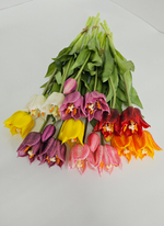 Тюльпаны лилиецветные / Арт 2523