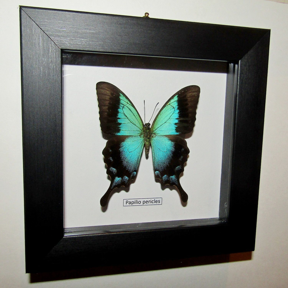 Бабочка Papilio pericles в рамке