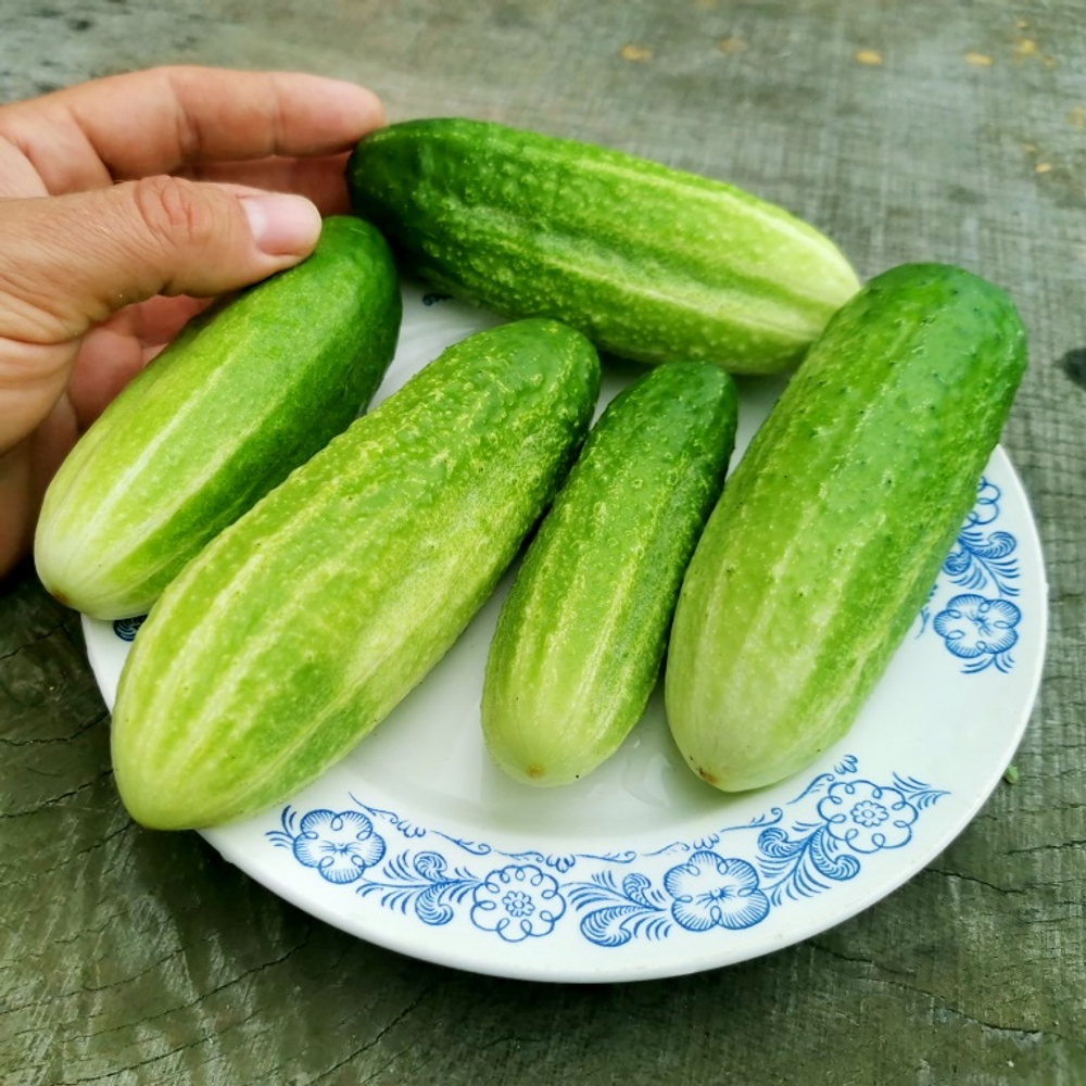 Огурцы Старые Немецкие