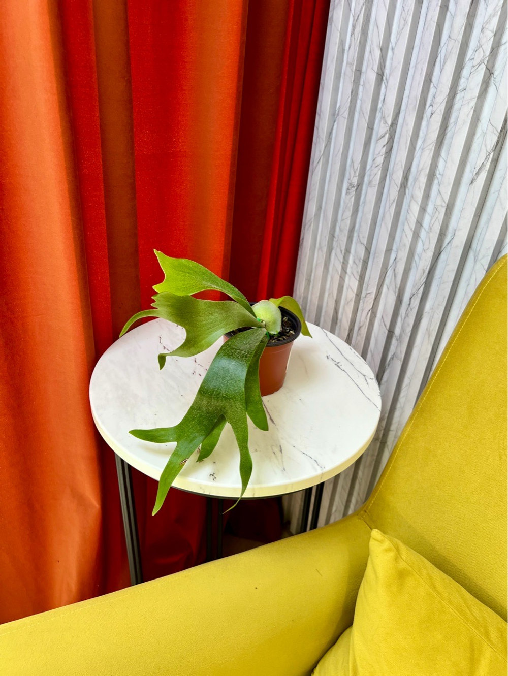 Платицериум Альцикорне, D8-11см Н25см, 1шт, Urban Jungle