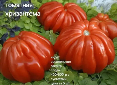 ТОМАТНАЯ ХРИЗАНТЕМА