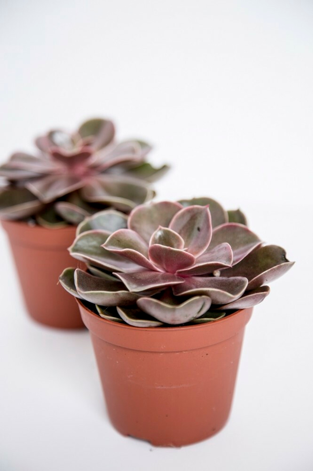 Эхеверия Мэджик