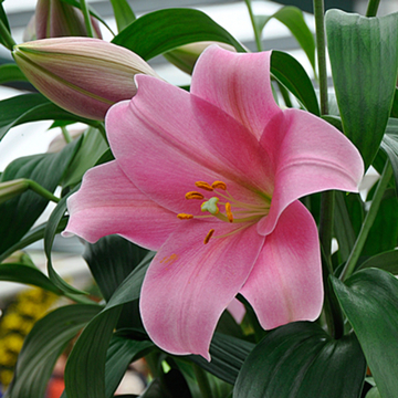 Лилия Трубчатая Дансинг Леди