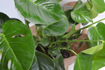 Монстера Делициоза / Monstera Deliciosa