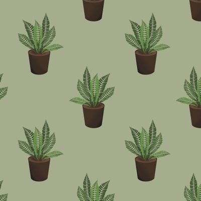 Папоротник в горшках на оливковом