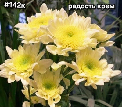 САЖЕНЦЫ ХРИЗАНТЕМЫ КОРЕЙСКАЯ № 142 РАДОСТЬ КРЕМ