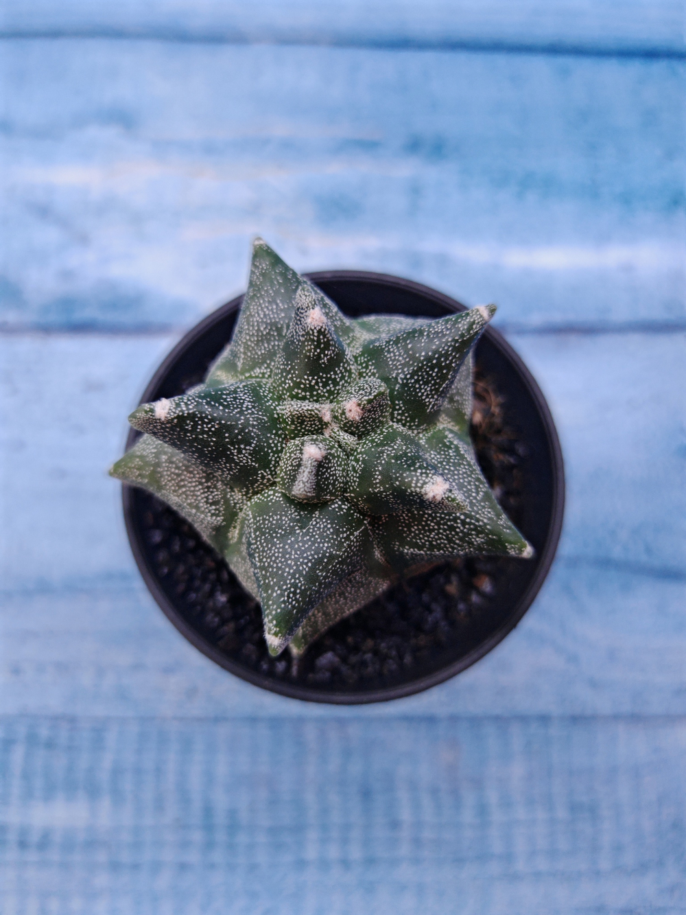 Astrophytum Myriostigma monstrosa (Астрофитум)