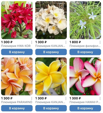 Предзаказ Плюмерии Таиланд, поставка S18 июнь 2026