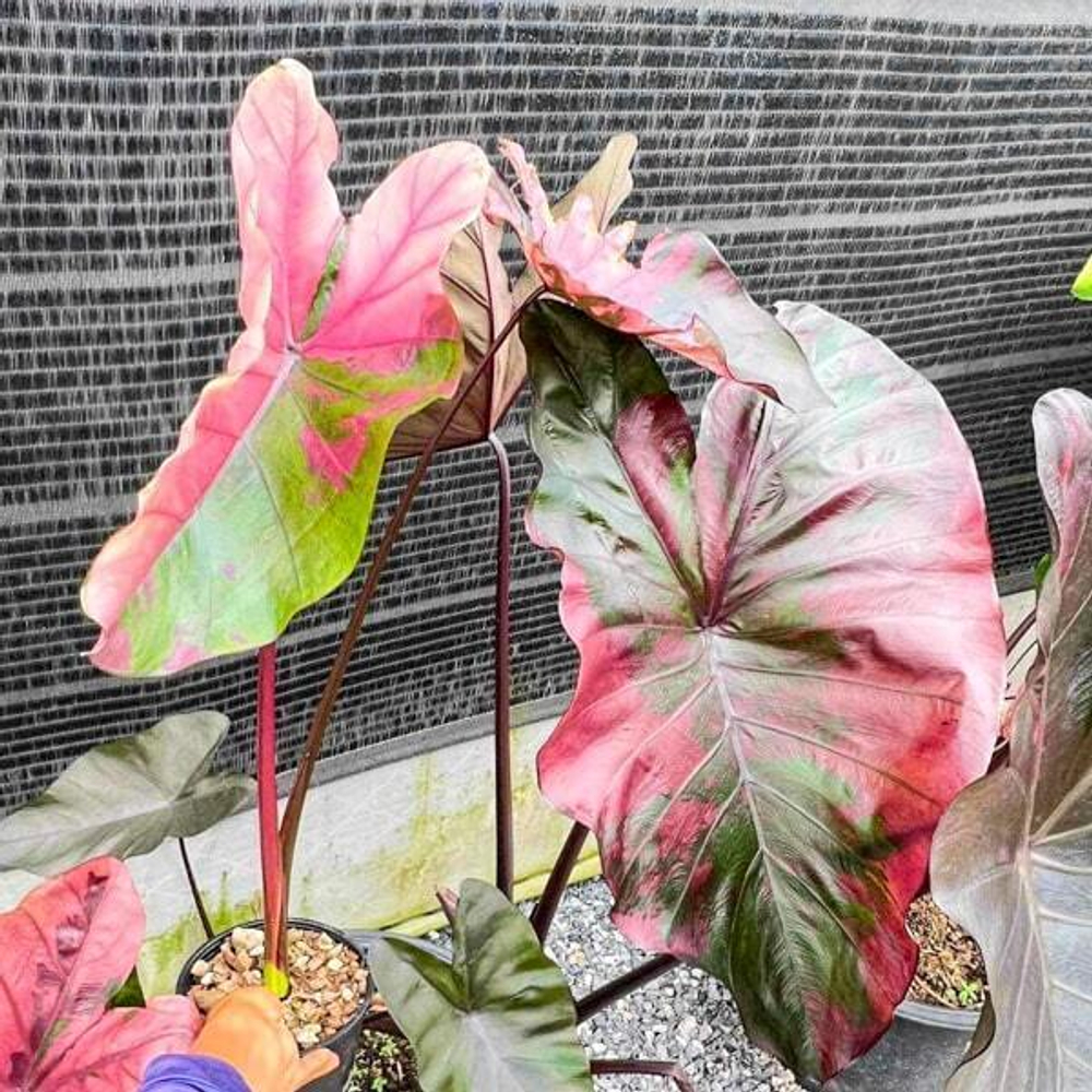 Колоказия SUKSATHIT PINK N2