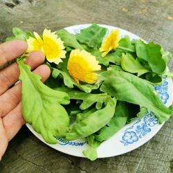 皇帝菜茼蒿 - Китайская Императорская Овощная Широколистная Хризантема