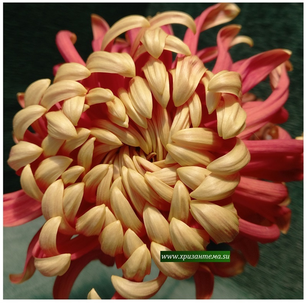 Крупноцветковая хризантема Cream Duke Of Kent  ☘ ан 65    (временно нет в наличии)