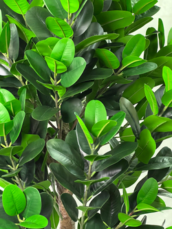 Фикус эластика зеленый 180 см.