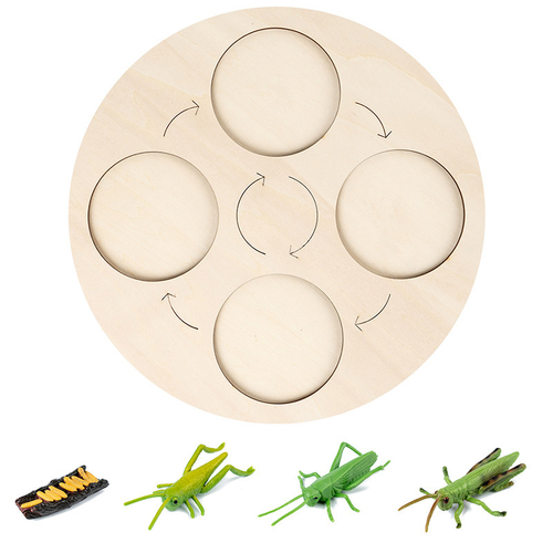 Развивающий набор фигурок "Цикл Жизни", кузнечик