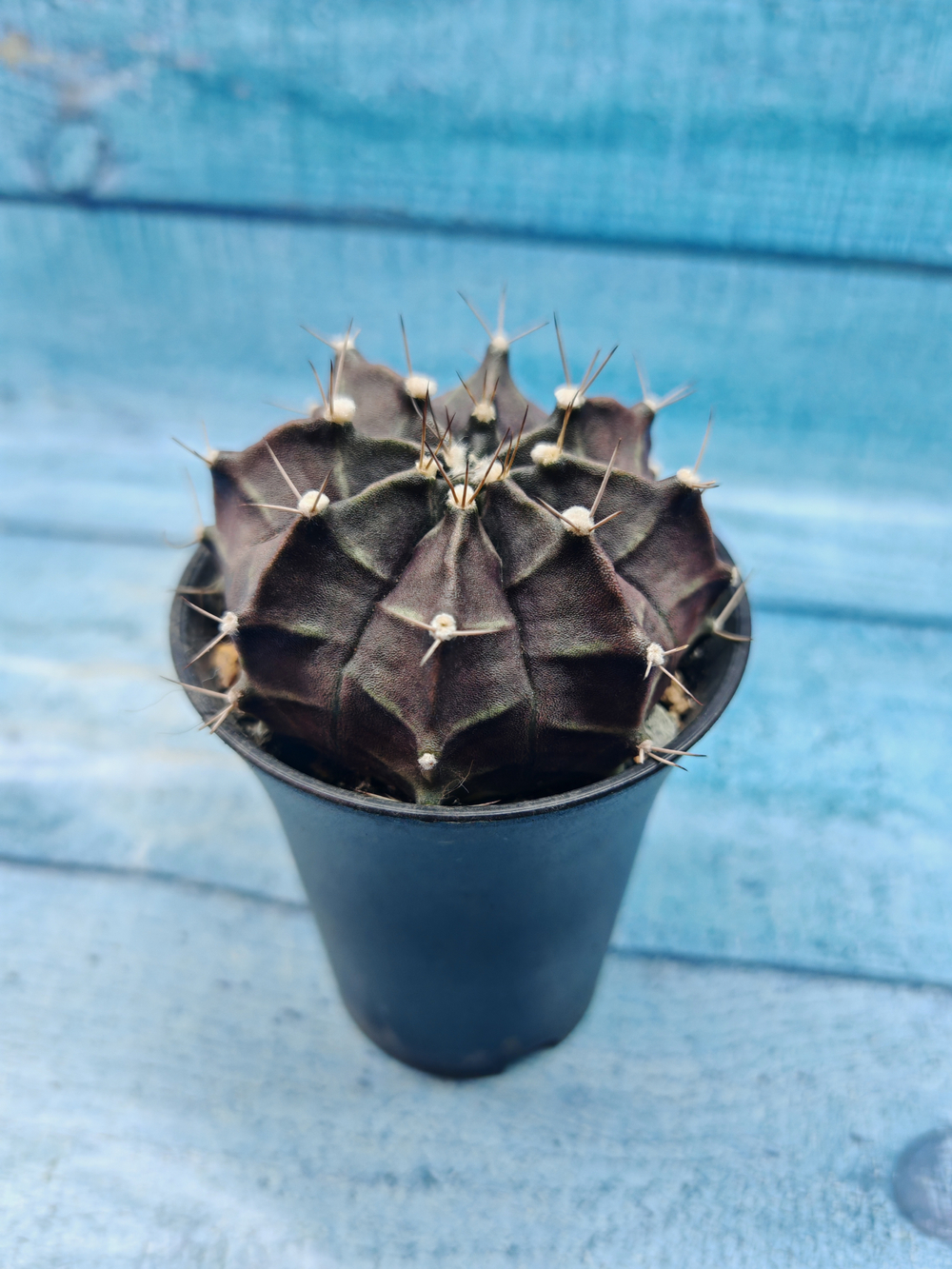 Gymnocalycium Mihanovichii black (Гимнокалициум)