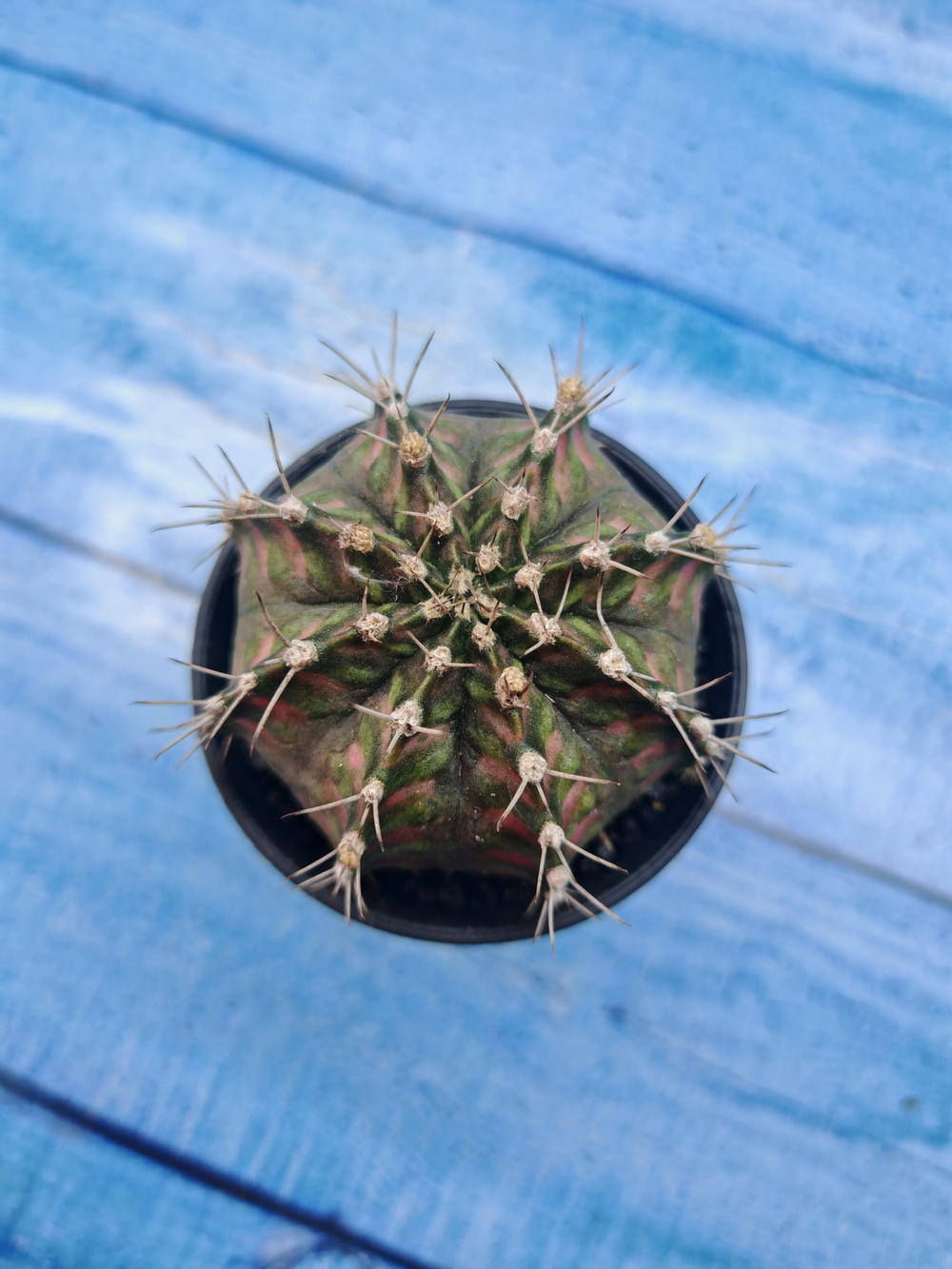 Gymnocalycium T-Rex Pink hybrid (Гимнокалициум T-rex)