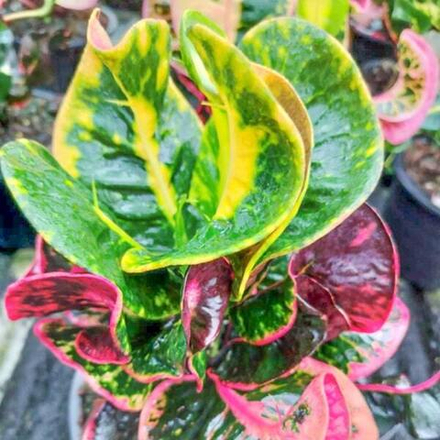 Кротон MING KWAN