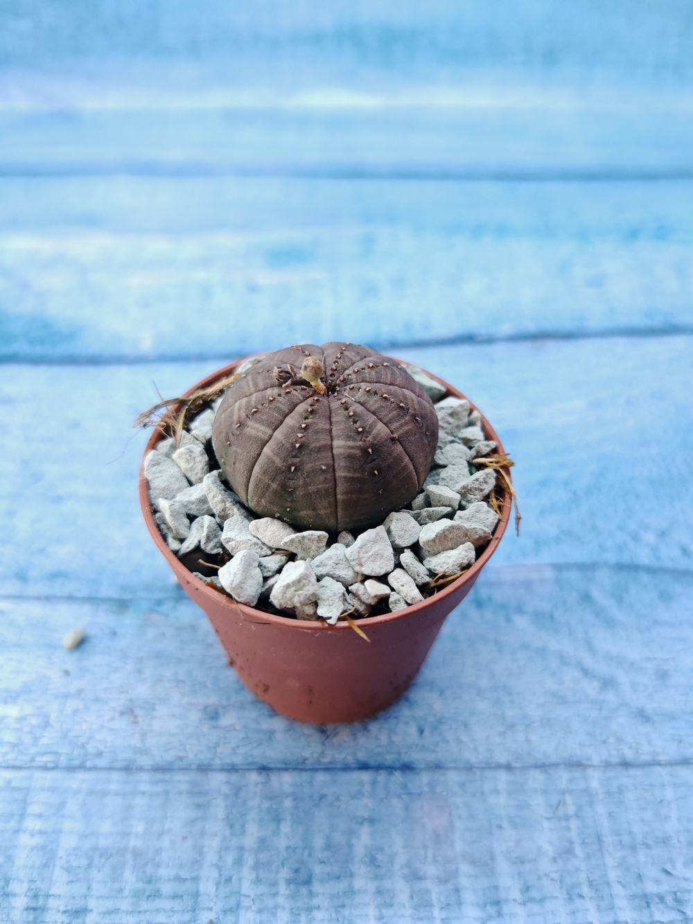 Суккулент Euphorbia Obesa (Эуфорбия)