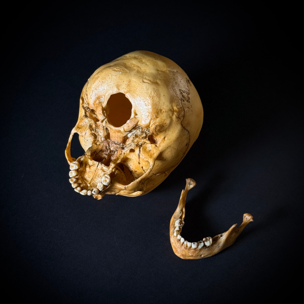 Череп человека ребёнок (анатомическая модель)