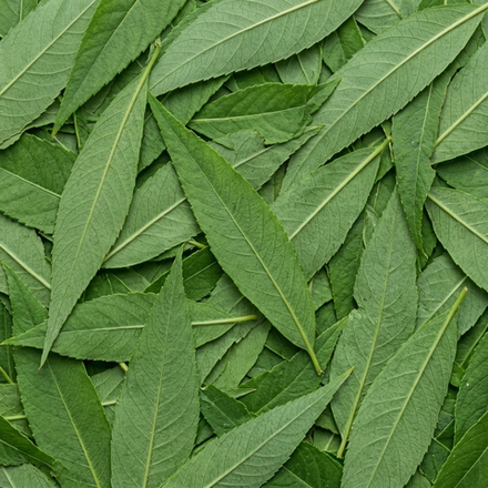 Отдушка CS - Элемент Зеленых Листьев (Green Leaves Element)