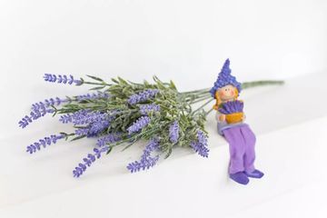 Лаванда