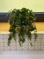 21.12. Искусственные растения в кашпо