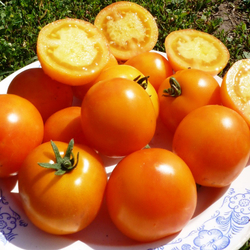 Помидоры — Ola Polka – Оля Полька