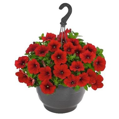 32316 Петуния SWEETUNIA RED 2024 (ВЕСНА 2025)