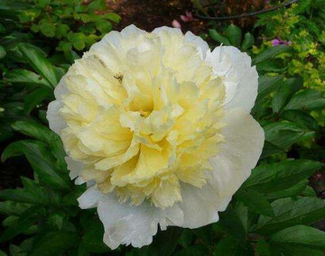 Пион Примавера