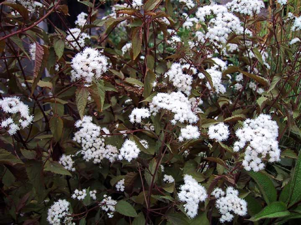 Посконник морщинистый Шоколад С2