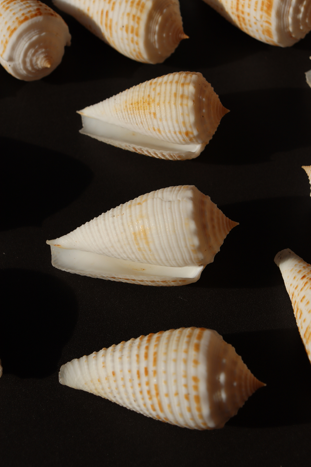 Ракушка конус ролани (Conus rolani)