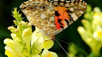 Льнянка обыкновенная