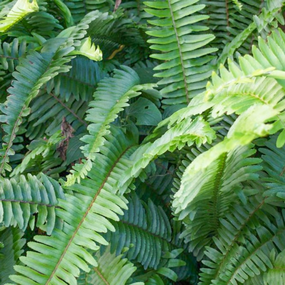 Нефролепсис CORDIFOLIA SWORD