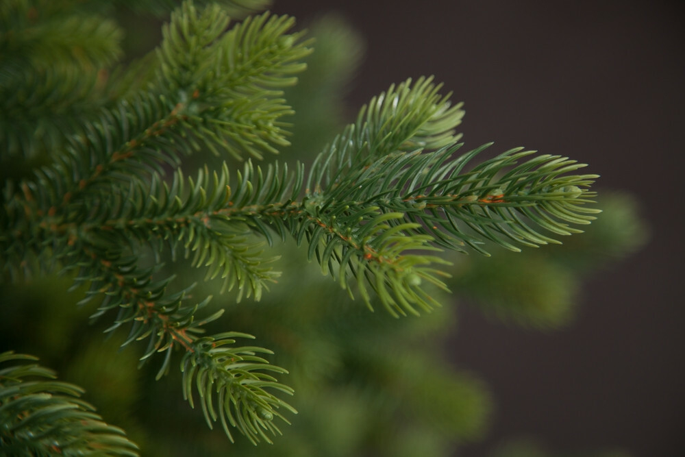 Ель 230см Black Box Городская 100% литая зеленая